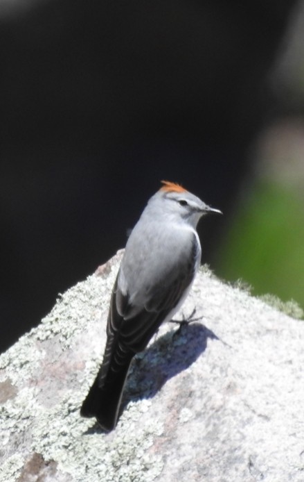 Rufous-naped Ground-Tyrant - ML300681141