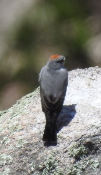 Rufous-naped Ground-Tyrant - Fernando Muñoz