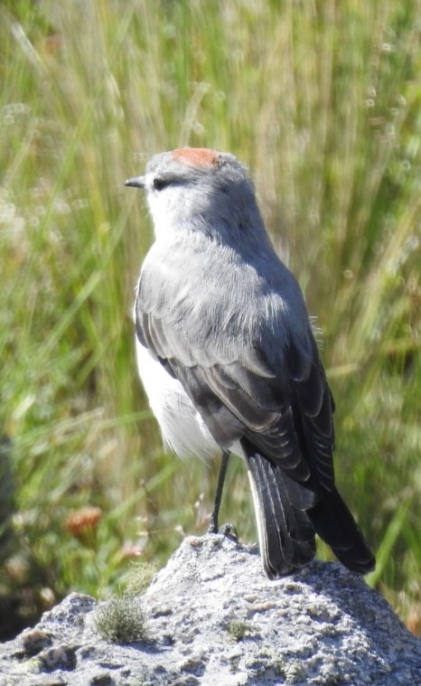 Rufous-naped Ground-Tyrant - ML300681191