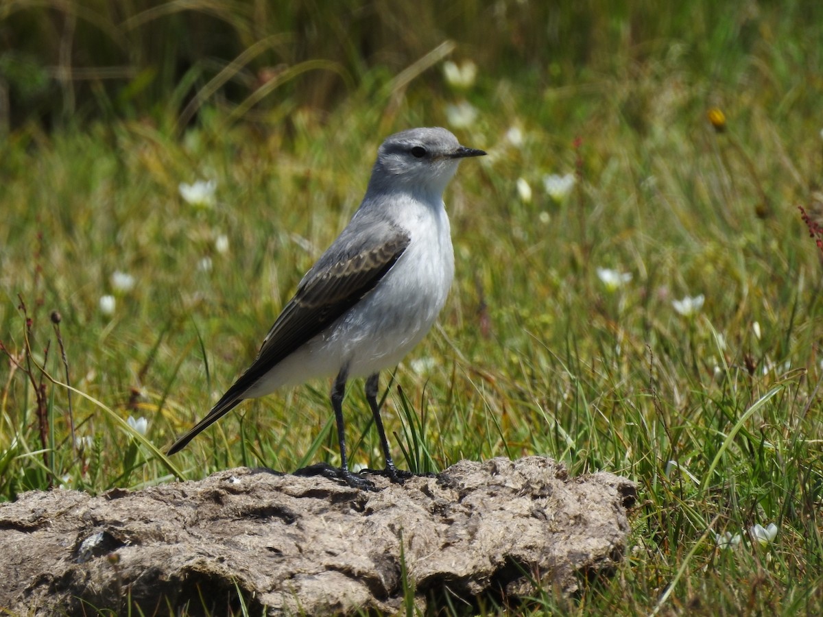 Rufous-naped Ground-Tyrant - ML300681271