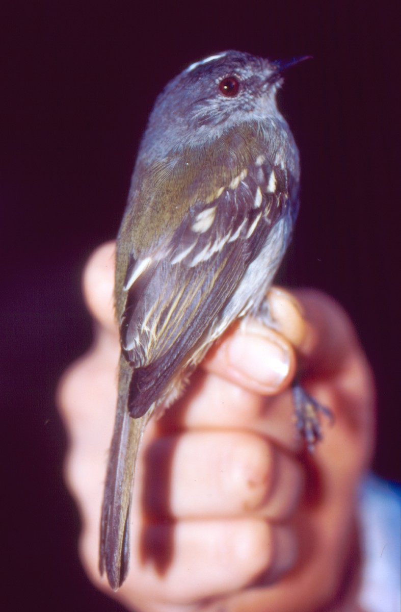 Foothill Elaenia (Antioquia) - ML30068131