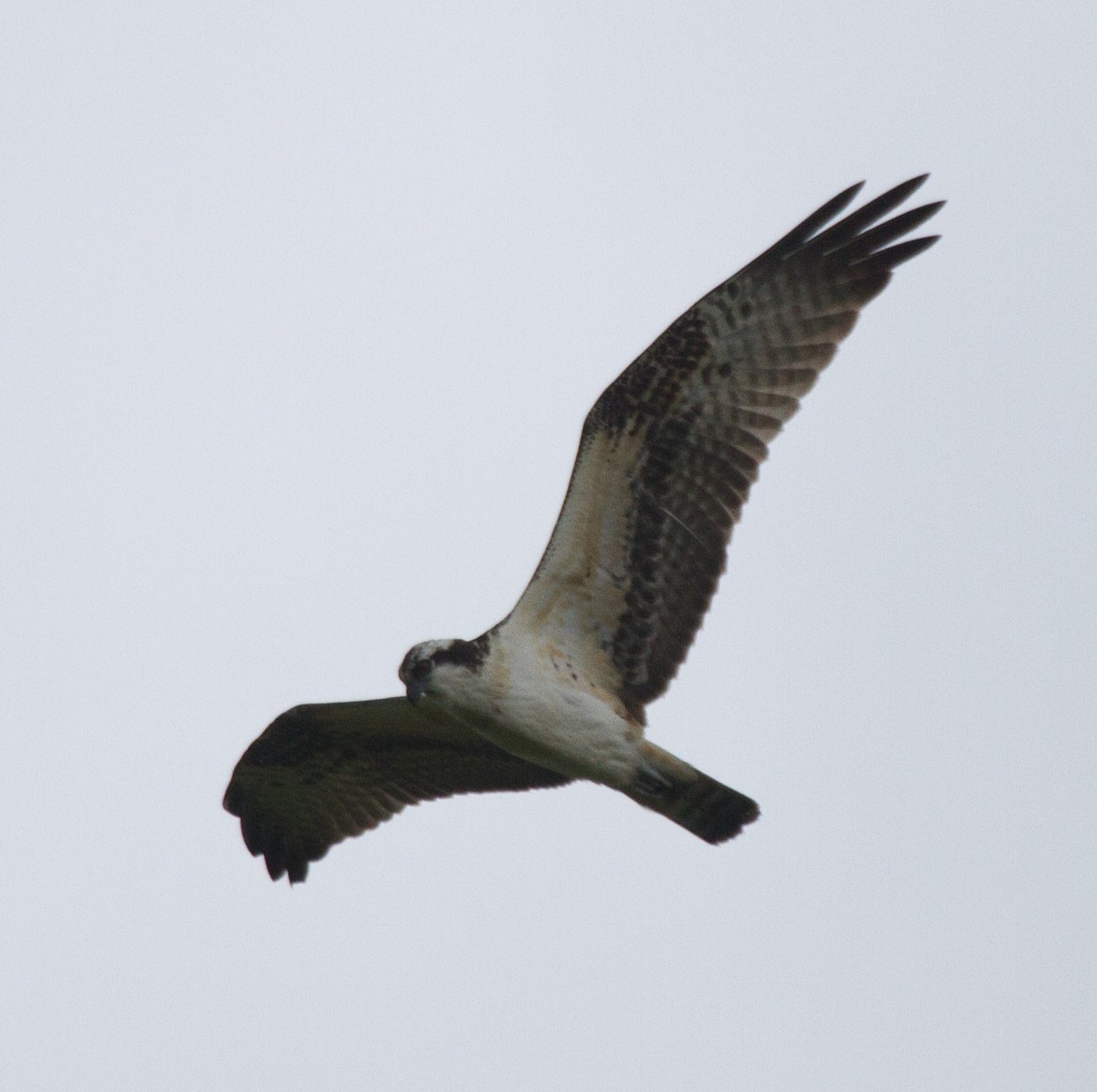 Osprey - Jason Forbes