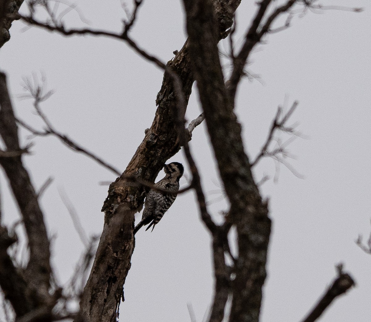 Ladder-backed Woodpecker - Mike Yough