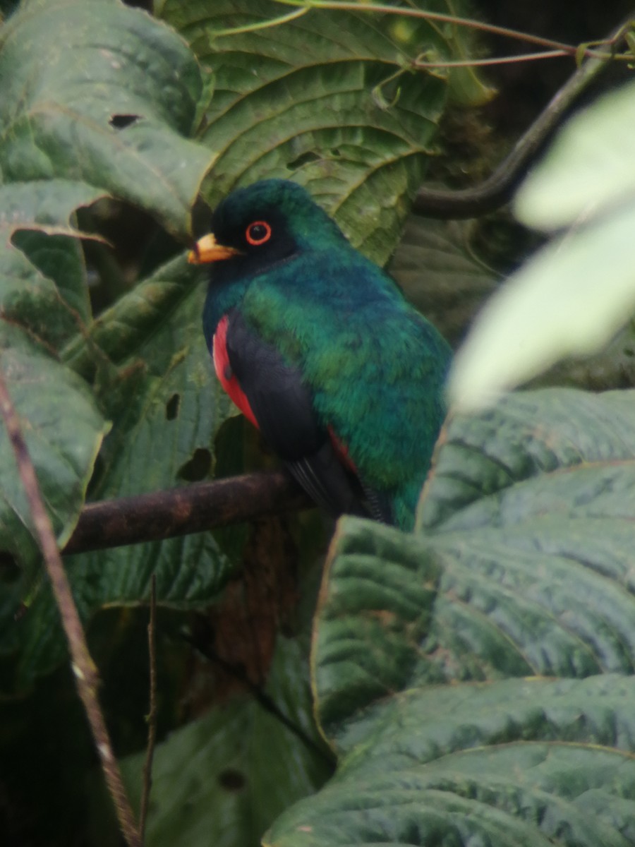 Masked Trogon - ML300682031