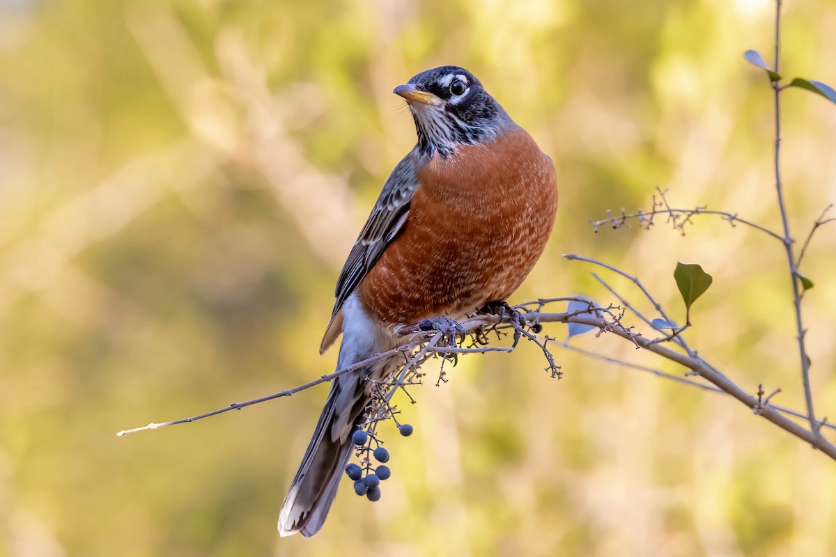 Дрізд мандрівний - ML300682441