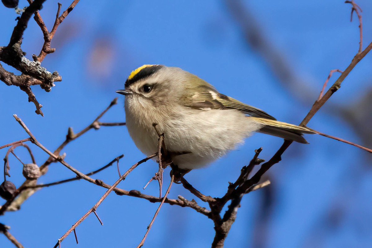 Золотомушка світлоброва - ML300682461