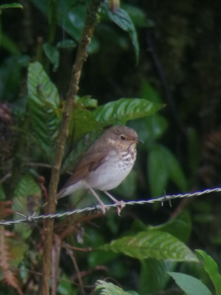 Swainson's Thrush - ML300682541