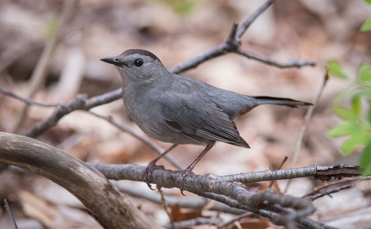 Gray Catbird - ML300684581
