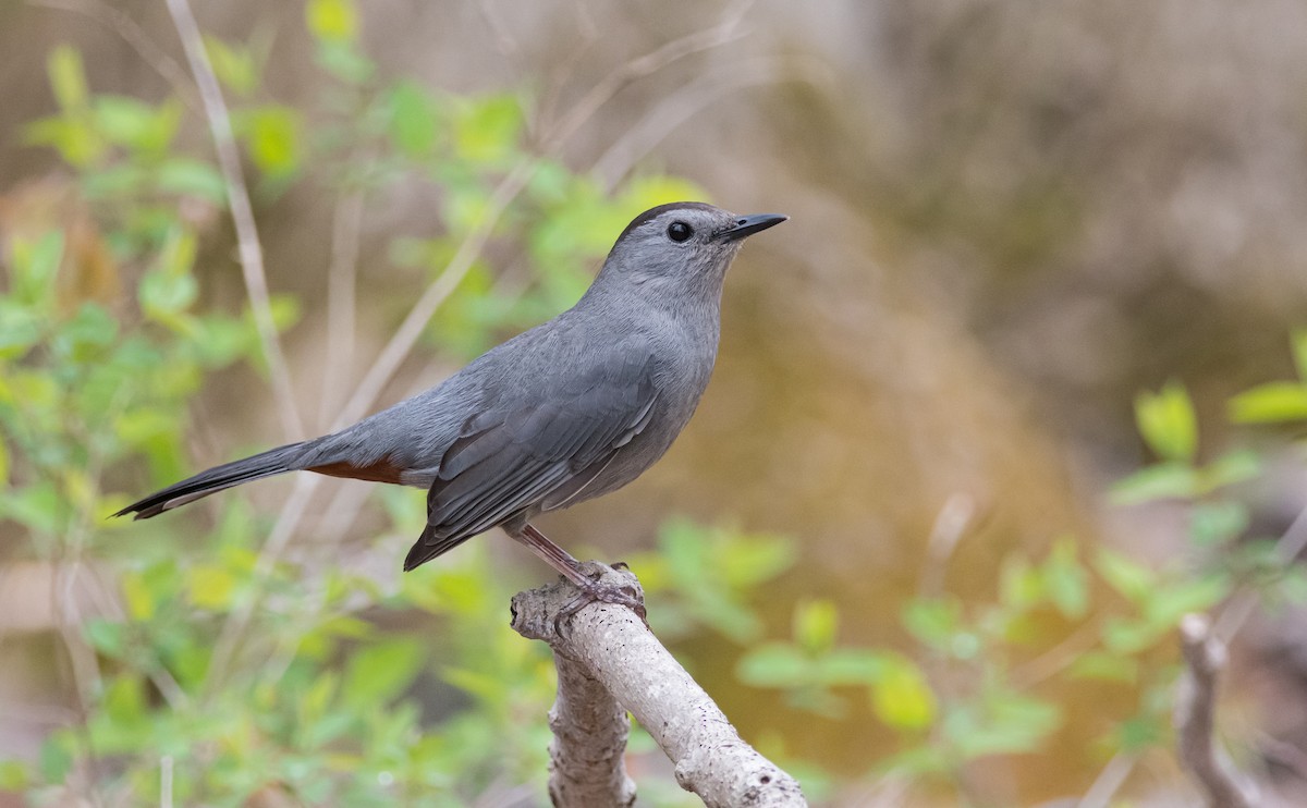 Gray Catbird - ML300684601