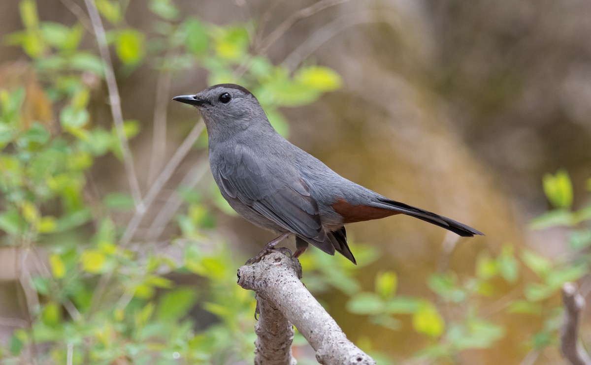 Gray Catbird - ML300684611