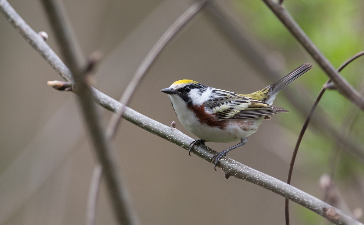 Chestnut-sided Warbler - ML300684631