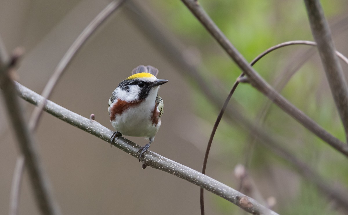 Chestnut-sided Warbler - ML300684641