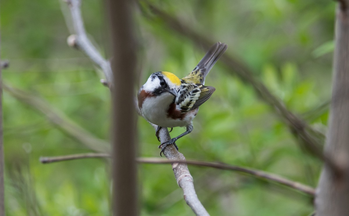 Chestnut-sided Warbler - ML300684651
