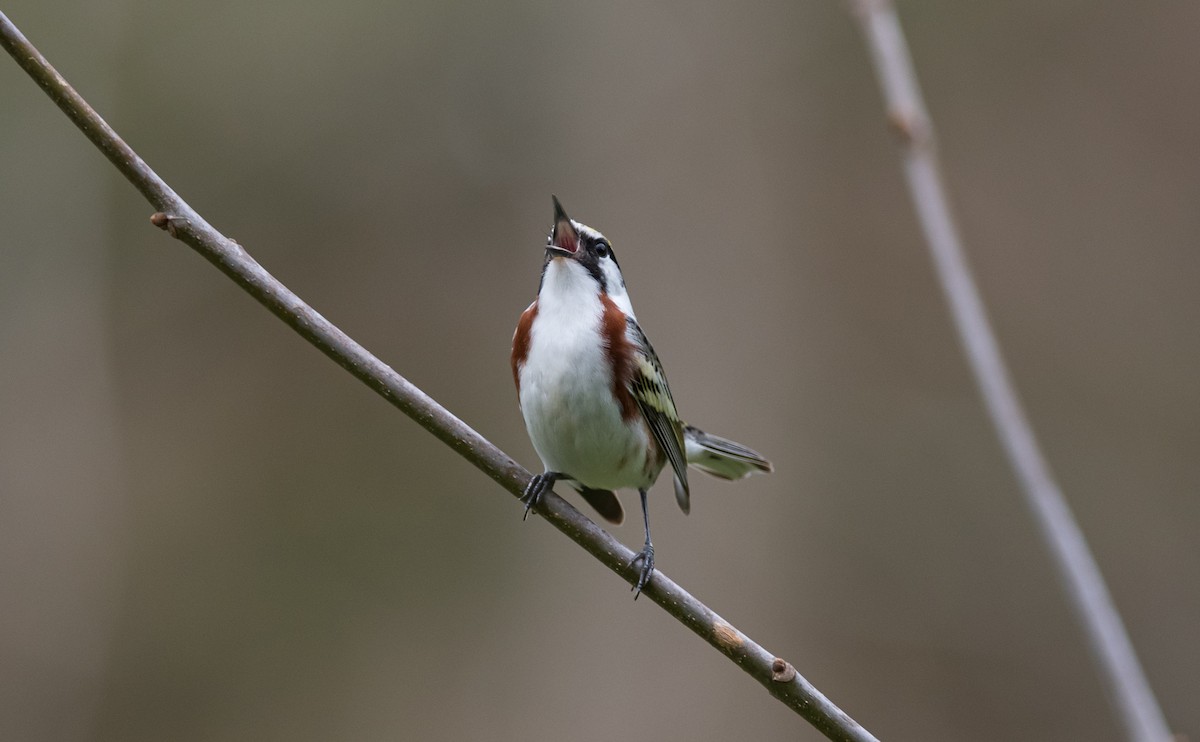 Chestnut-sided Warbler - ML300684681