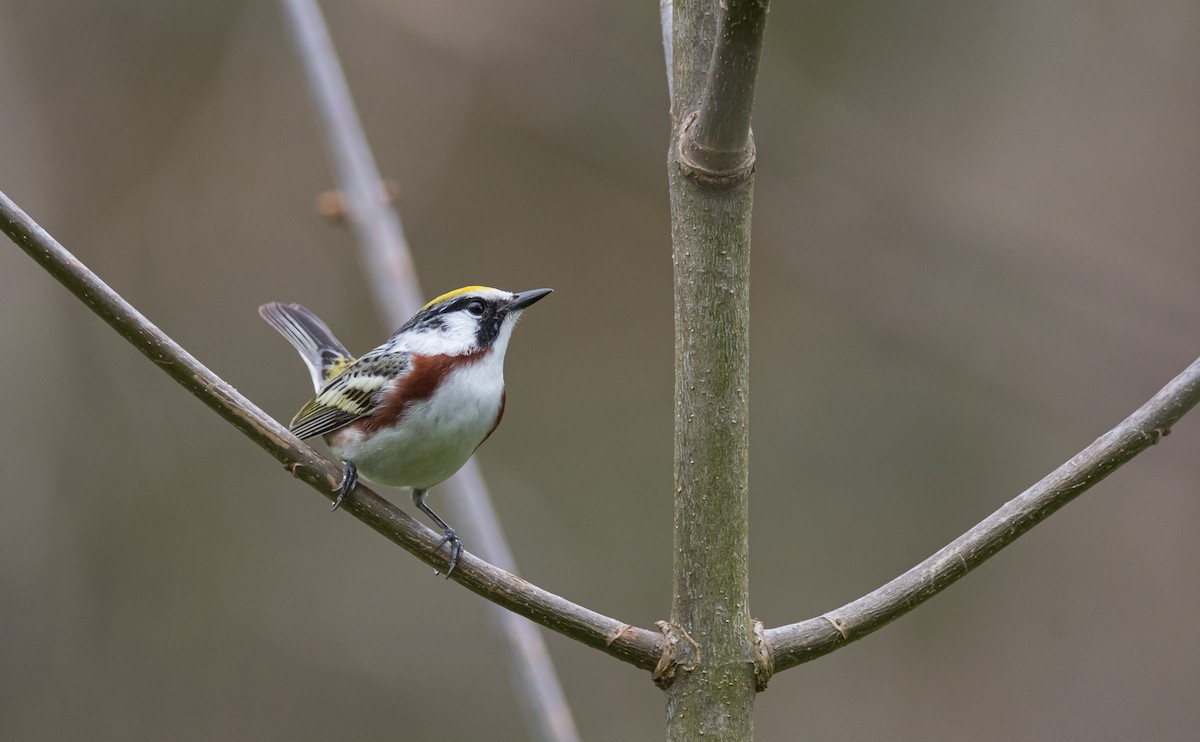 Chestnut-sided Warbler - ML300684691
