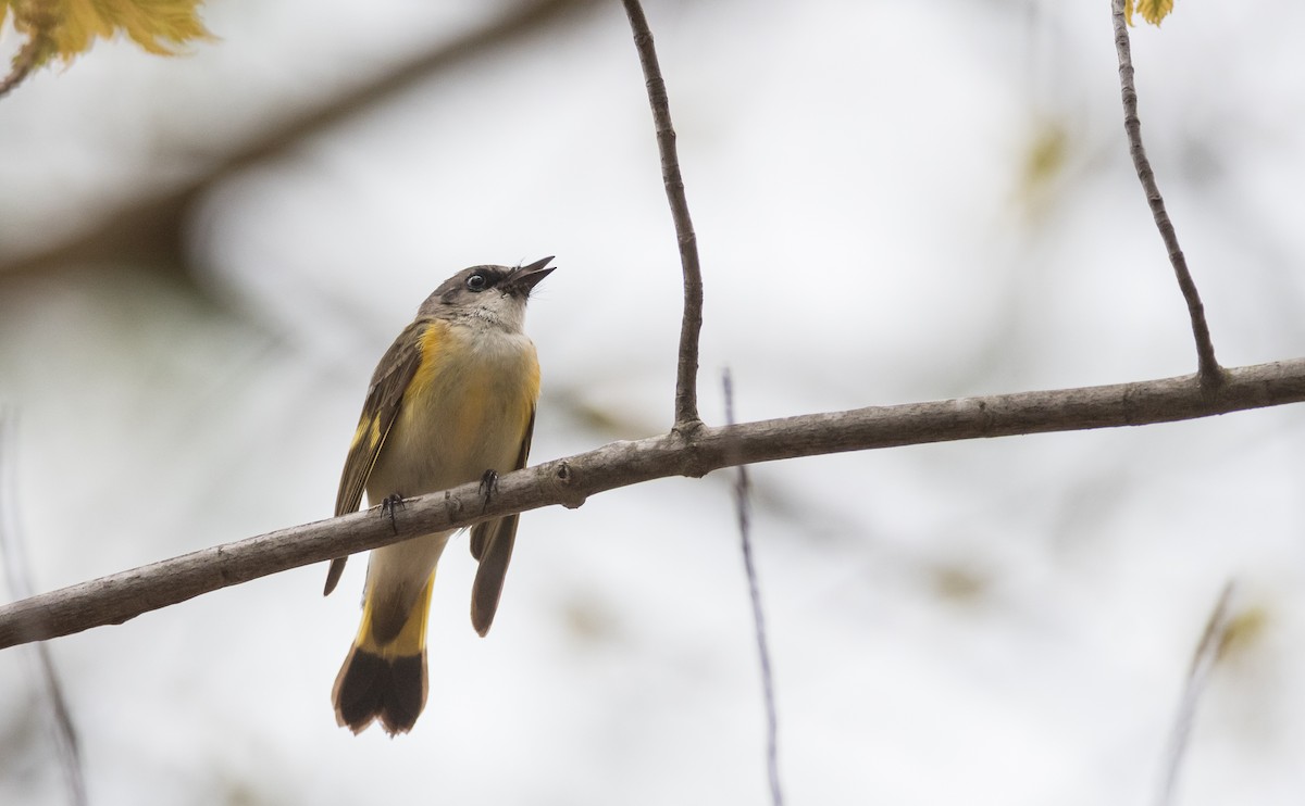 American Redstart - ML300684951
