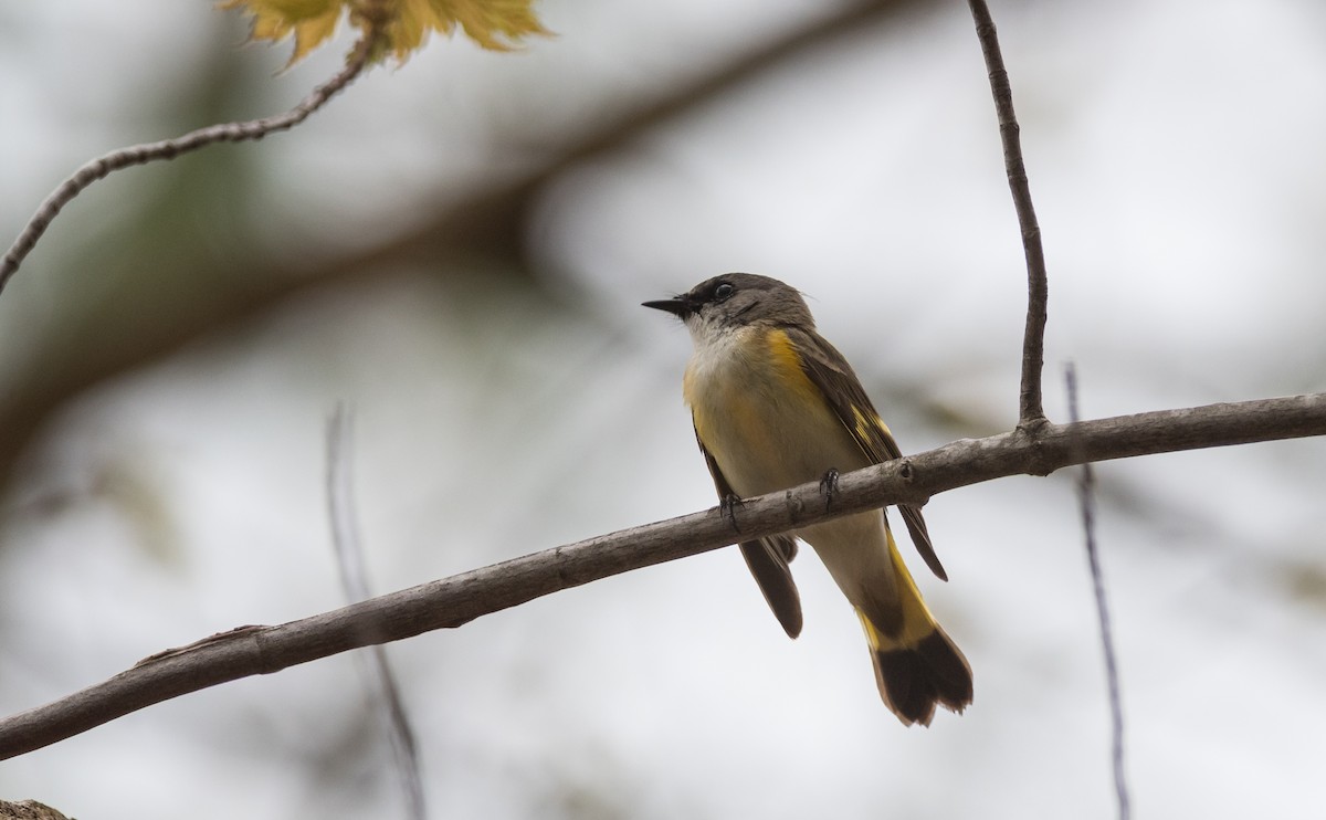 American Redstart - ML300684961