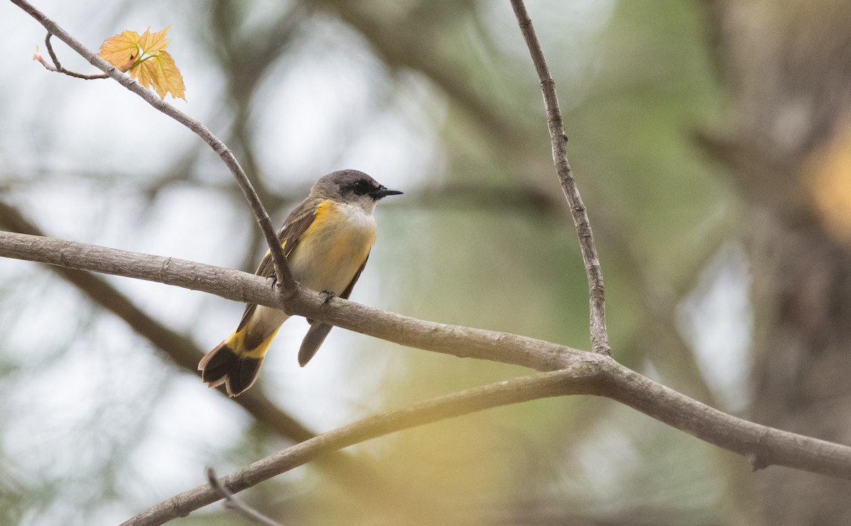 American Redstart - ML300684971