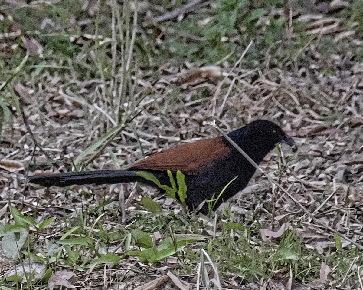 Greater Coucal - ML300685771