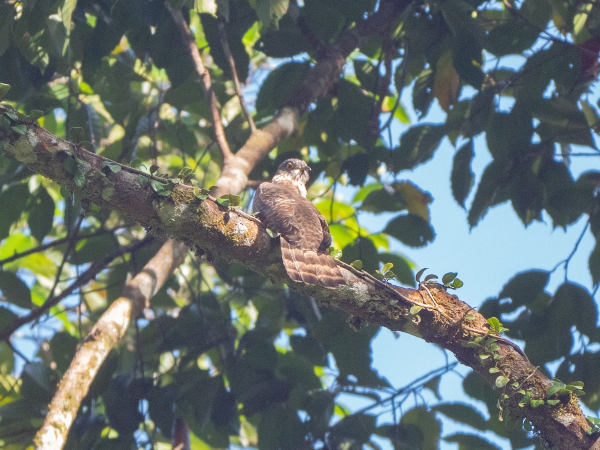 Large Hawk-Cuckoo - ML300686401