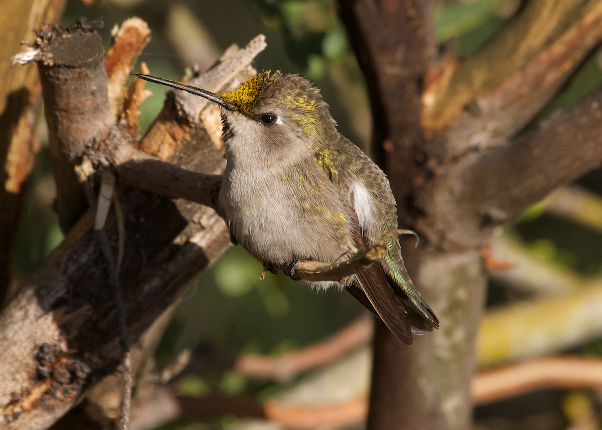 Costa's Hummingbird - ML300686731