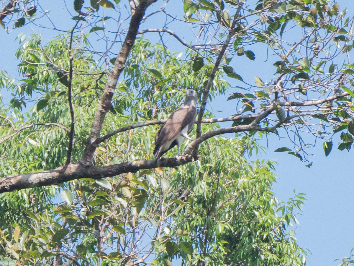 Lesser Fish-Eagle - ML300687371