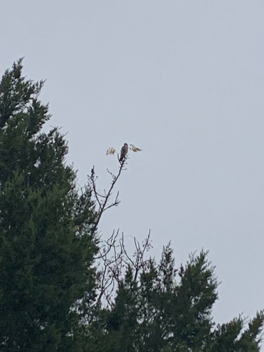 Cooper's Hawk - ML300687911