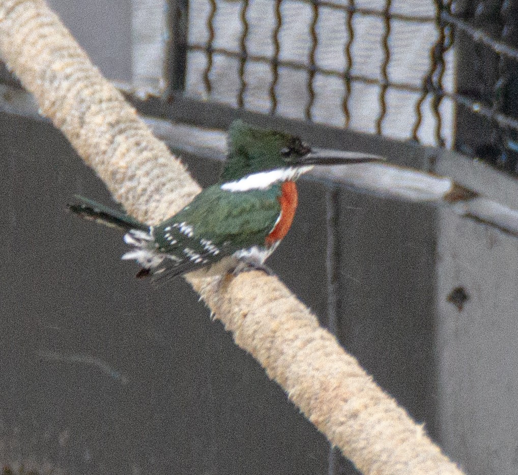 Green Kingfisher - ML300688141