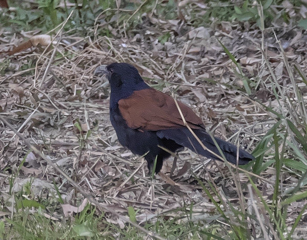 Greater Coucal - ML300689861