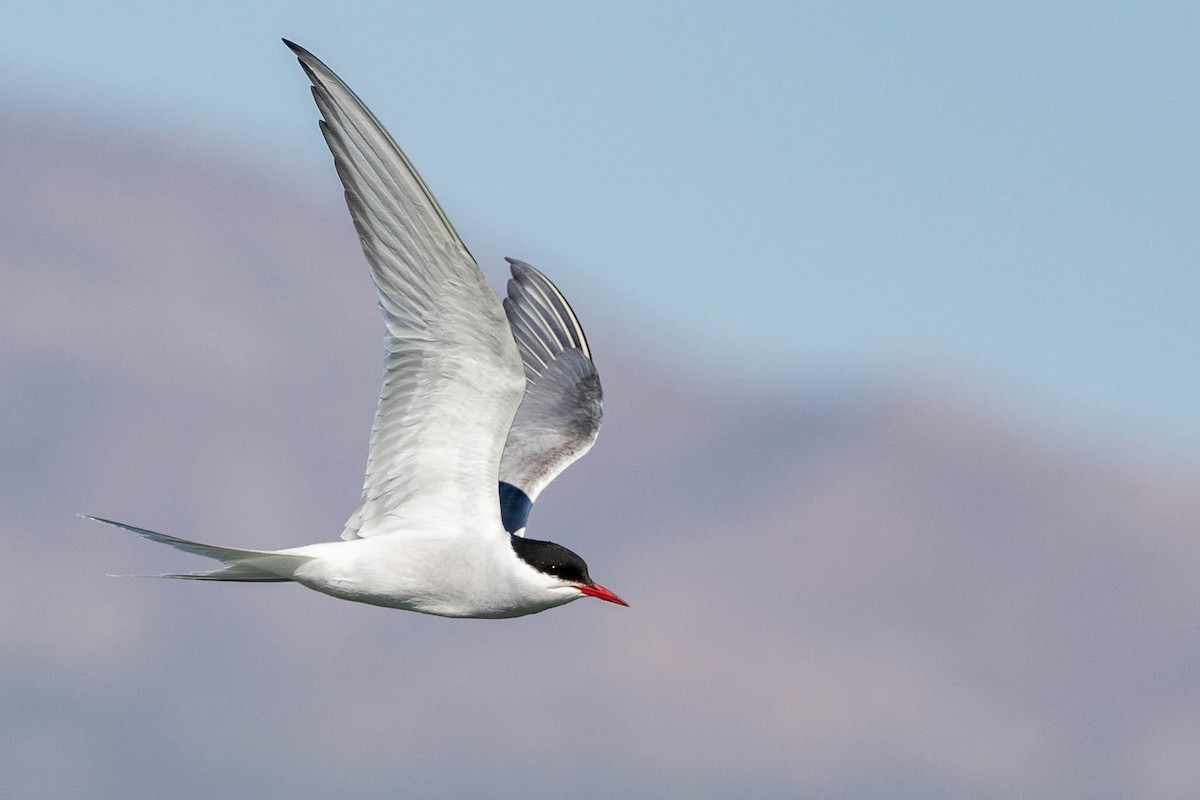 Arctic Tern - Debra Finch