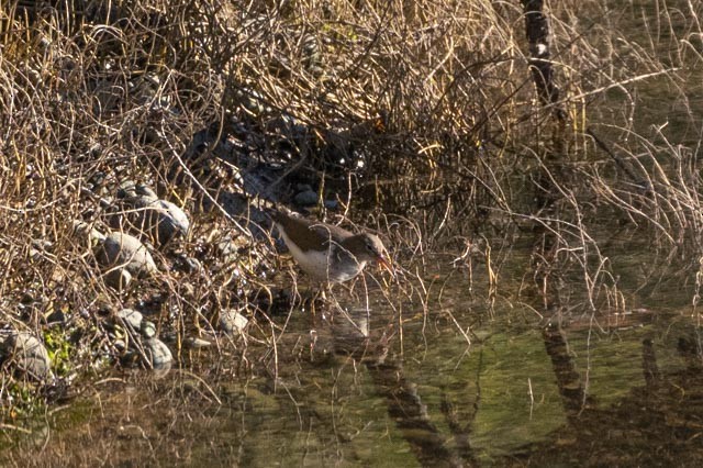 Spotted Sandpiper - ML300693491