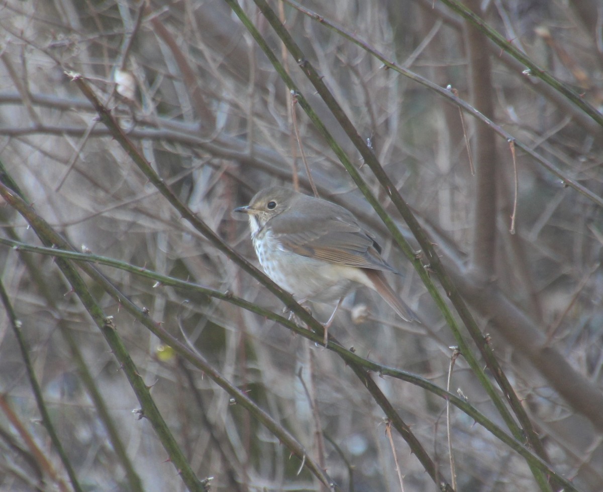 Hermit Thrush - Nancy Braun