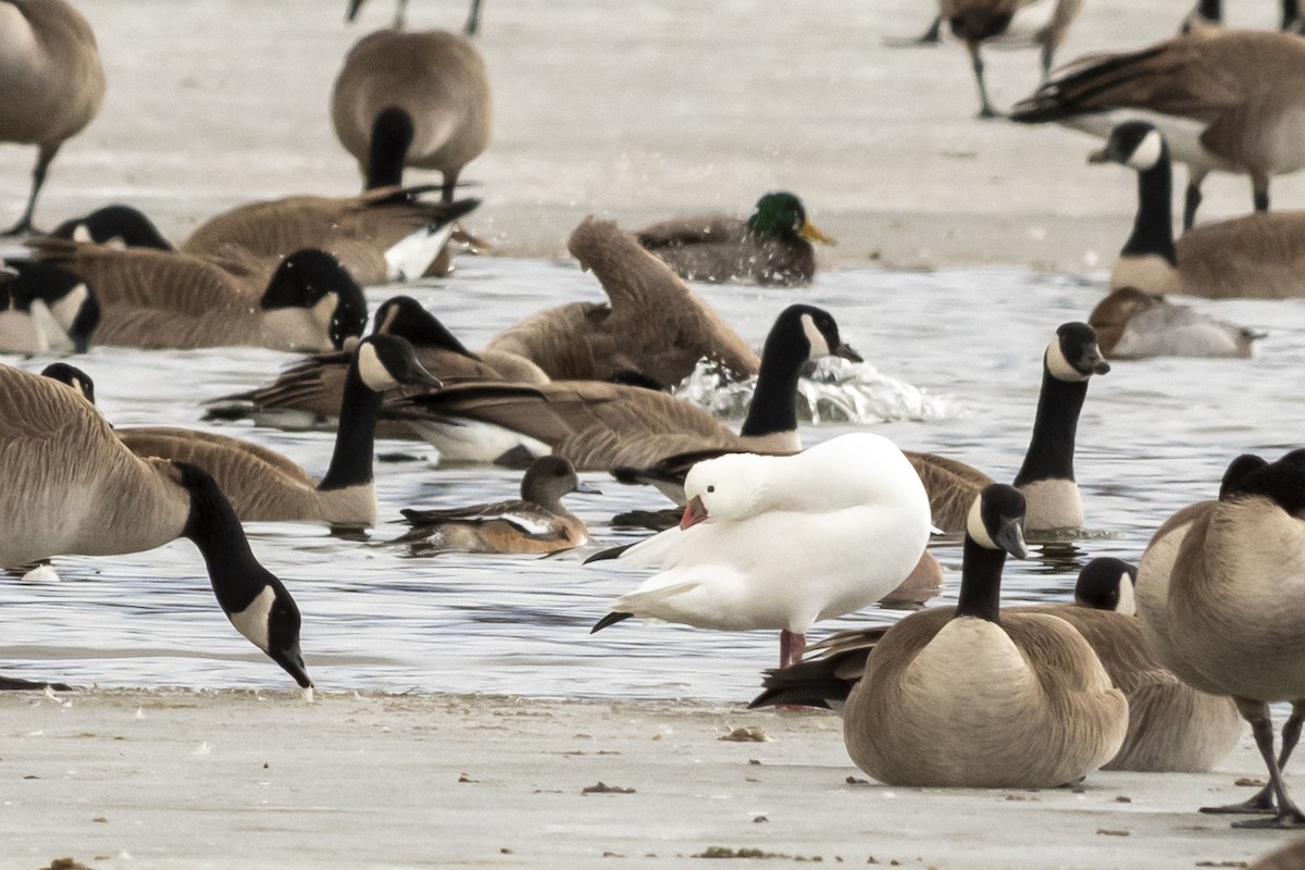 Ross's Goose - ML300696781