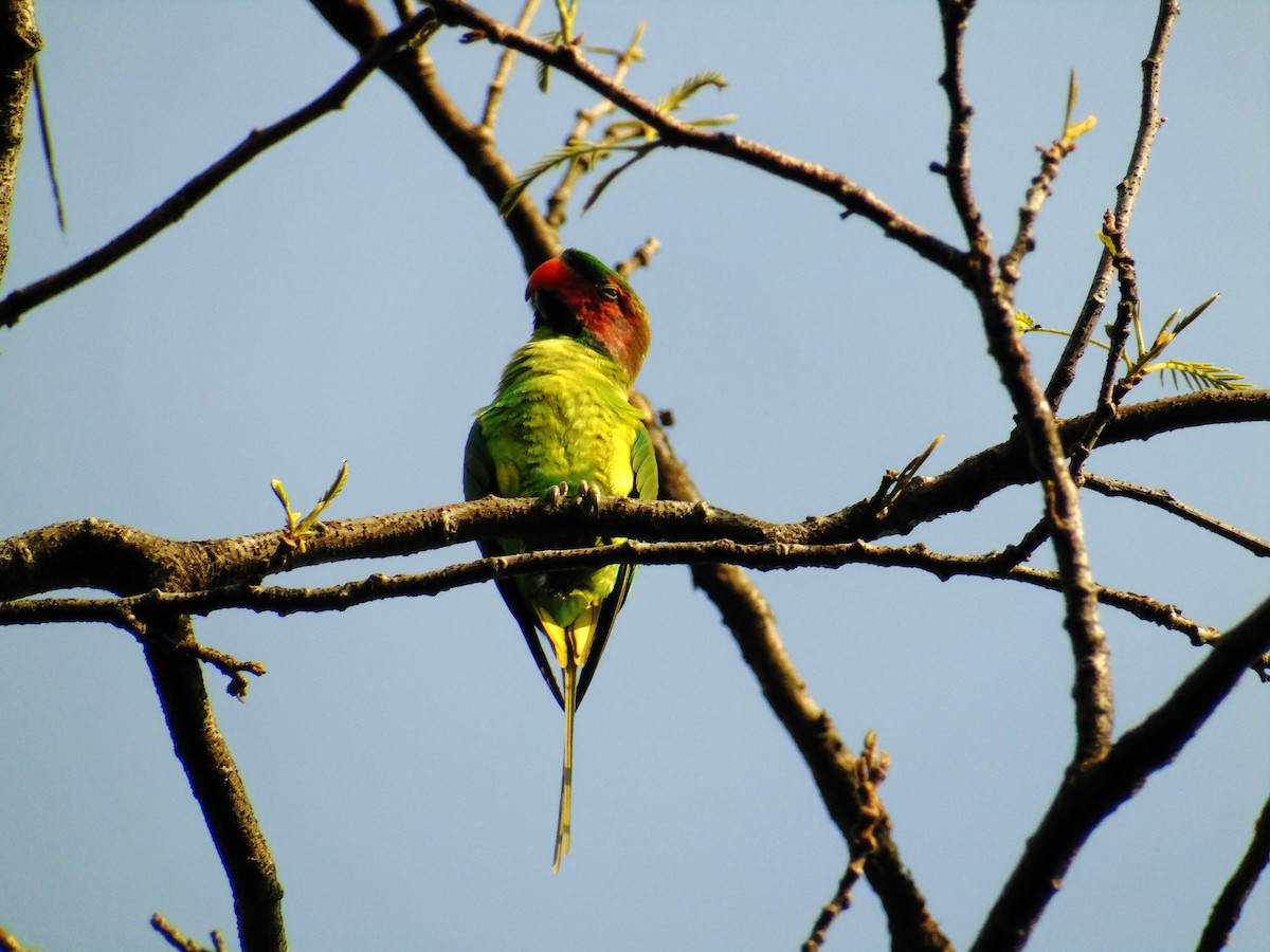 Long-tailed Parakeet - ML300696851
