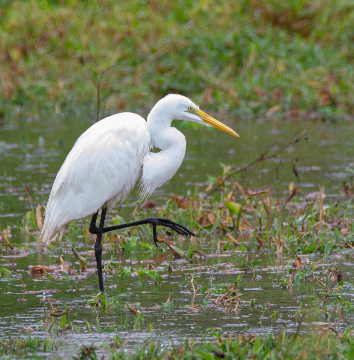 Great Egret - Chuck Heikkinen