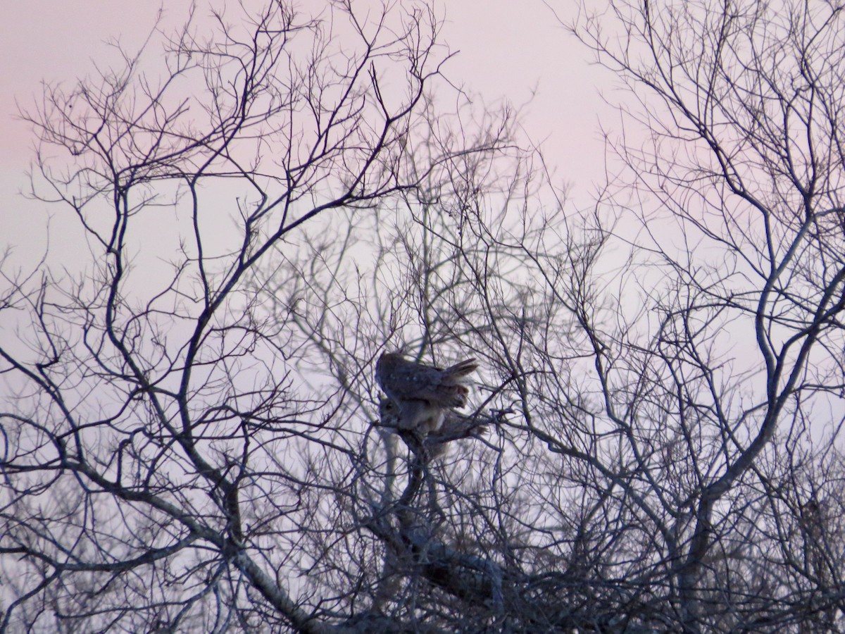 Great Horned Owl - ML300699591