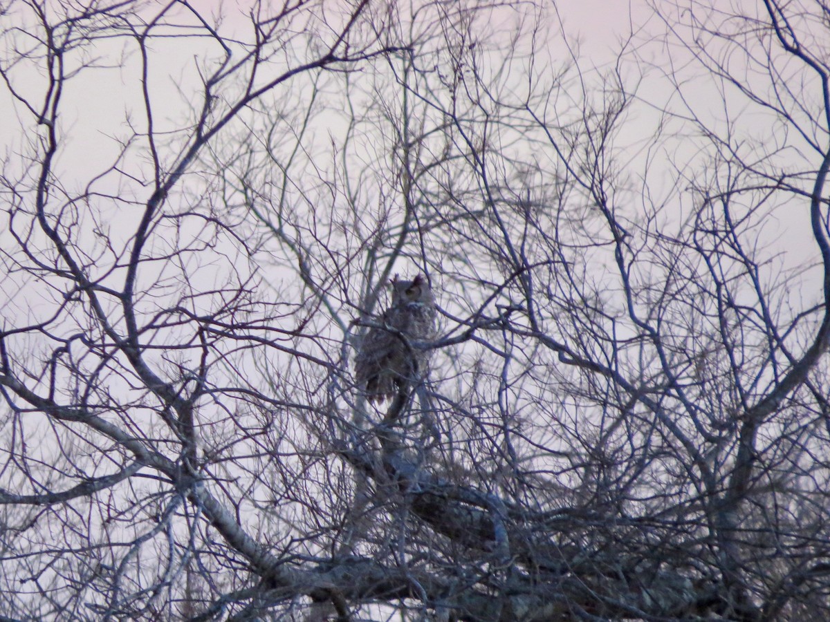 Great Horned Owl - ML300699631