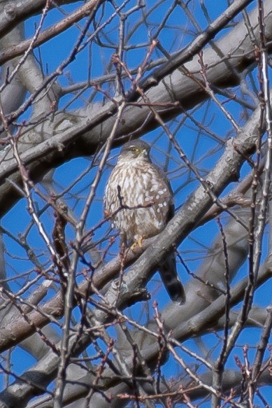 Merlin - ML300700381