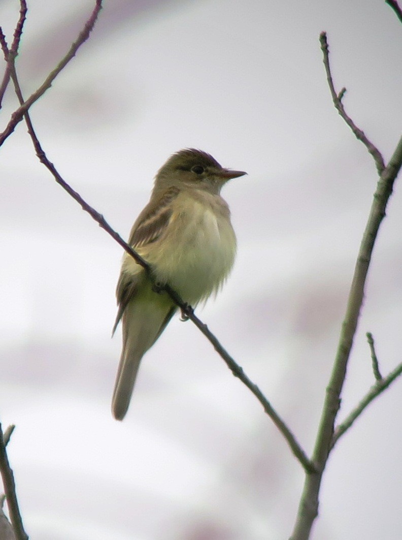 Alder Flycatcher - Yves Darveau