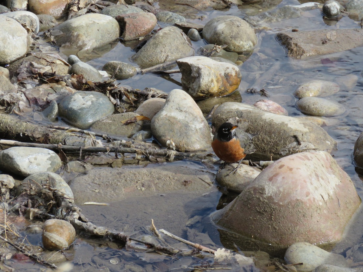 American Robin - ML300701071