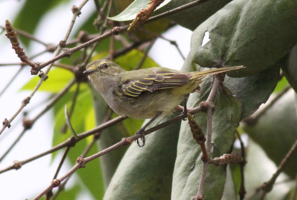 Choco Tyrannulet - ML300701551