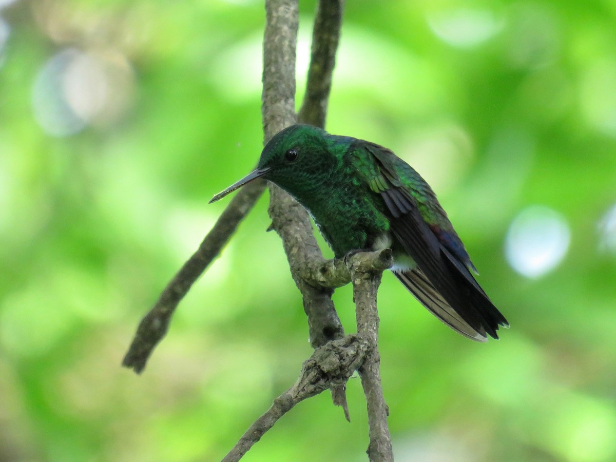 Blue-vented Hummingbird - ML30070341