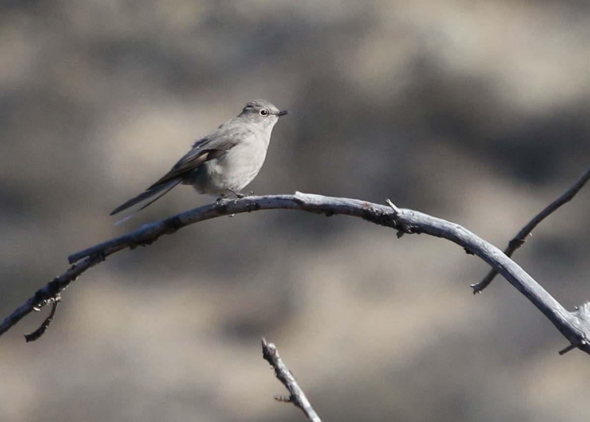 Townsend's Solitaire - Tom Forwood JR