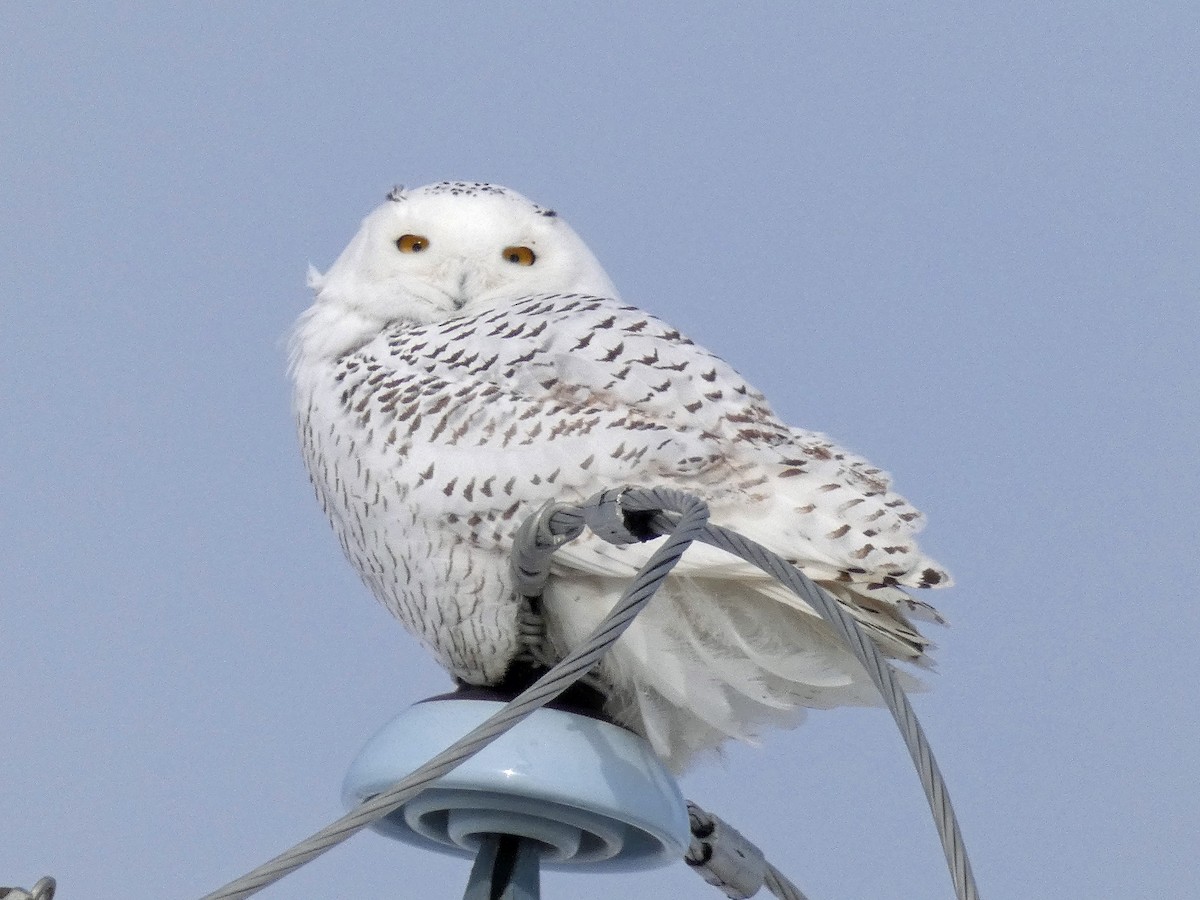 Snowy Owl - ML300704151