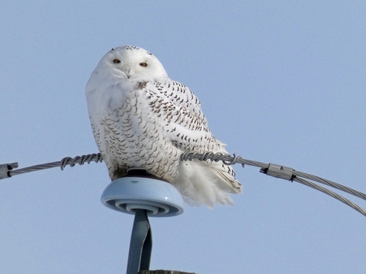 Snowy Owl - ML300704391