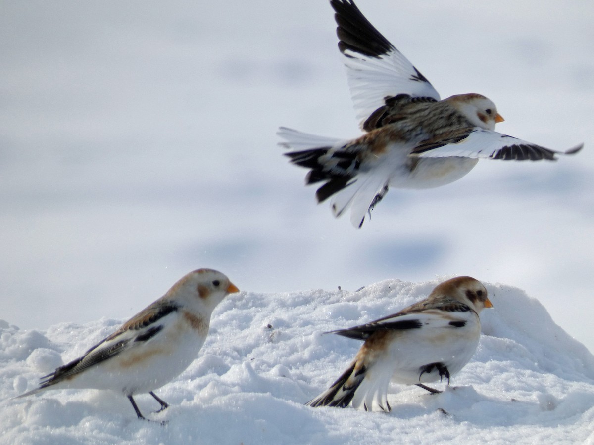 Snow Bunting - ML300705221