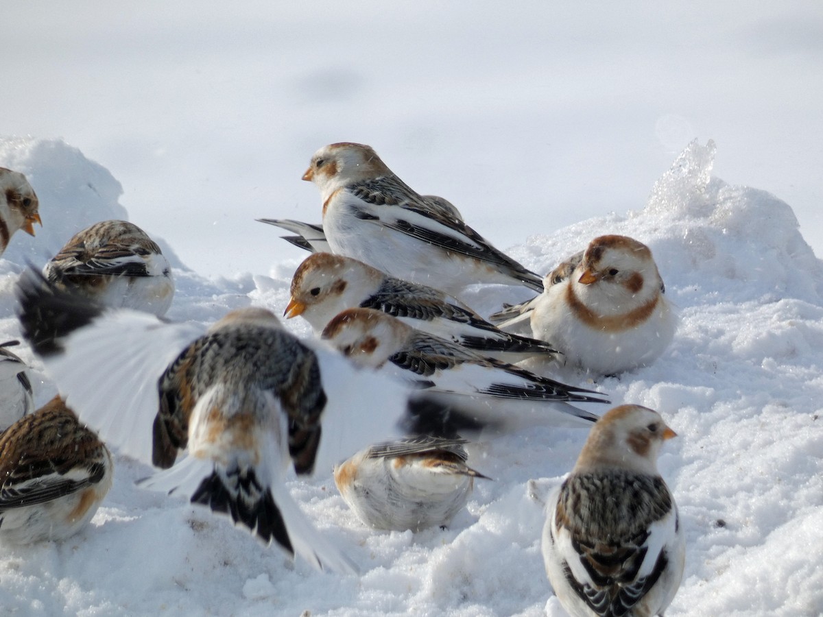 Snow Bunting - Francis Brabant