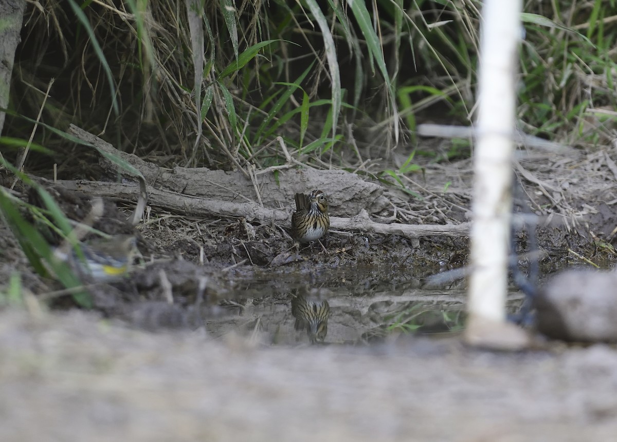 Lincoln's Sparrow - ML300705501