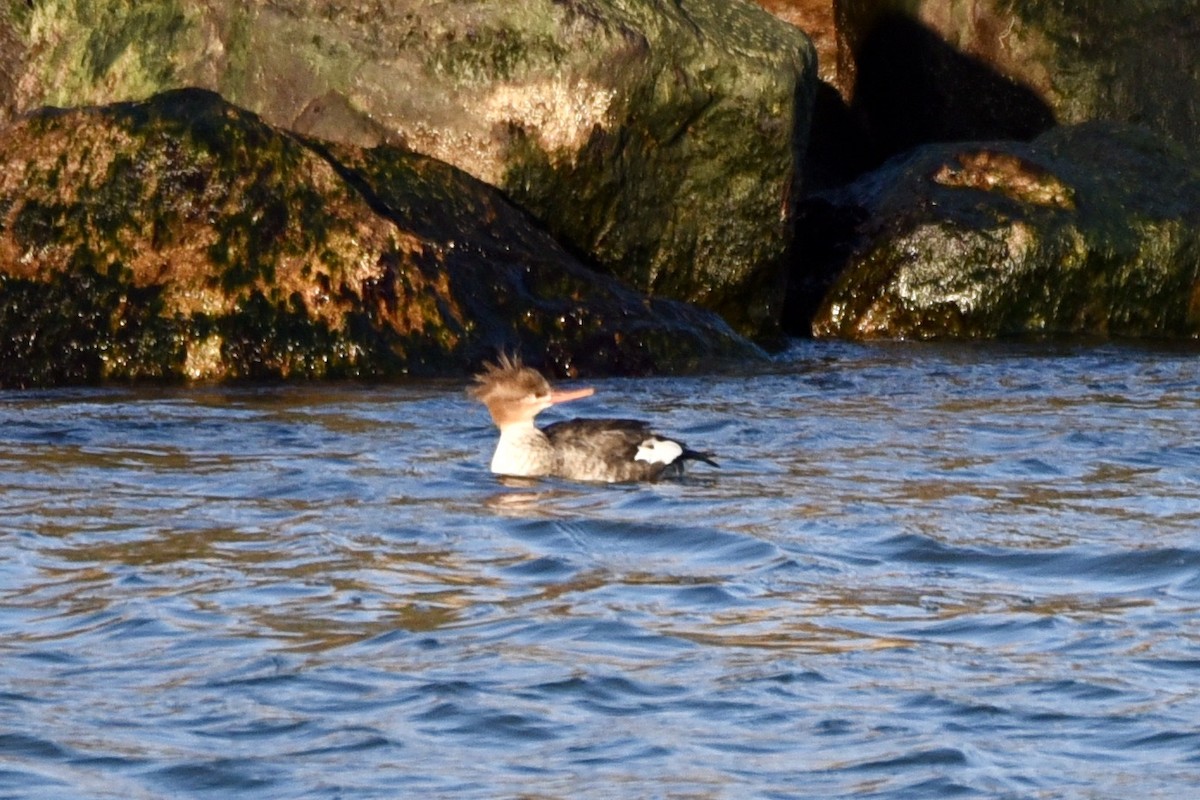 Common Merganser - ML300705691