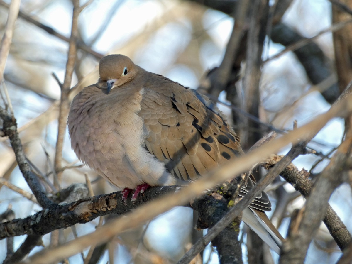 Mourning Dove - ML300706181